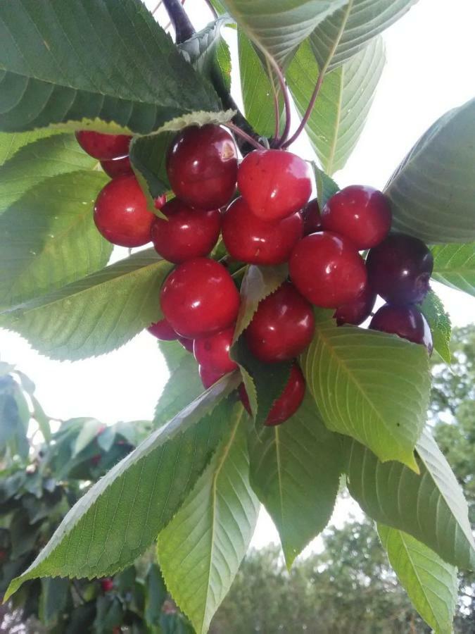 Supramurgia Agribistrot Cassano delle Murge Ngoại thất bức ảnh